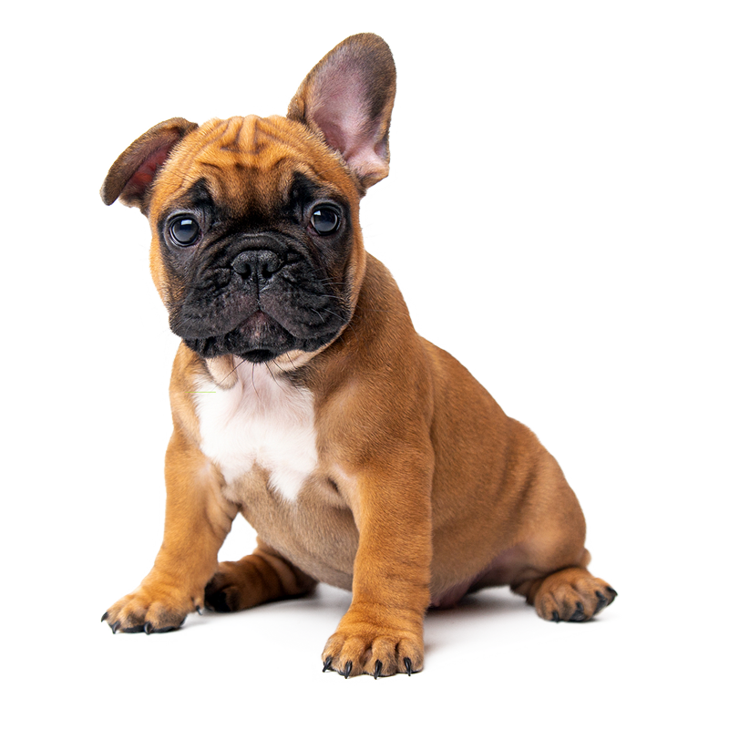 A brown pug looking straight ahead